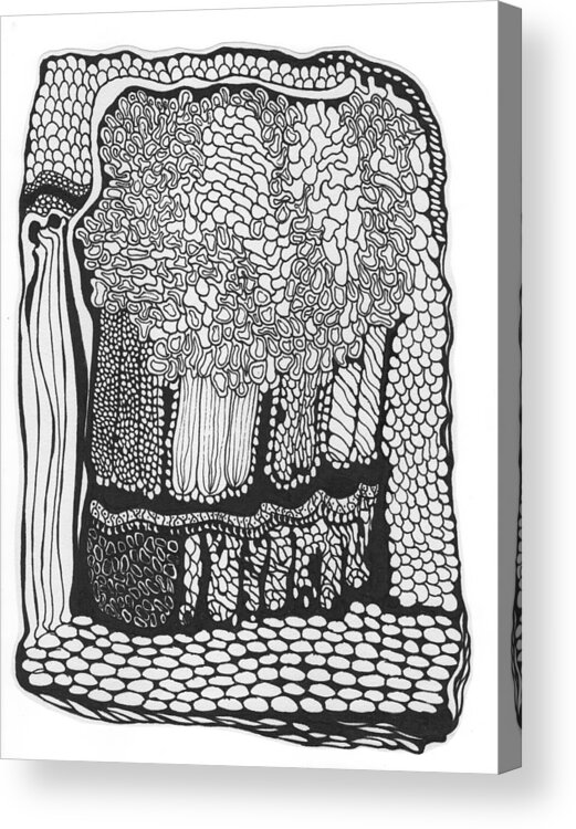 Drawing Acrylic Print featuring the drawing Celery Two by Catherine Helmick