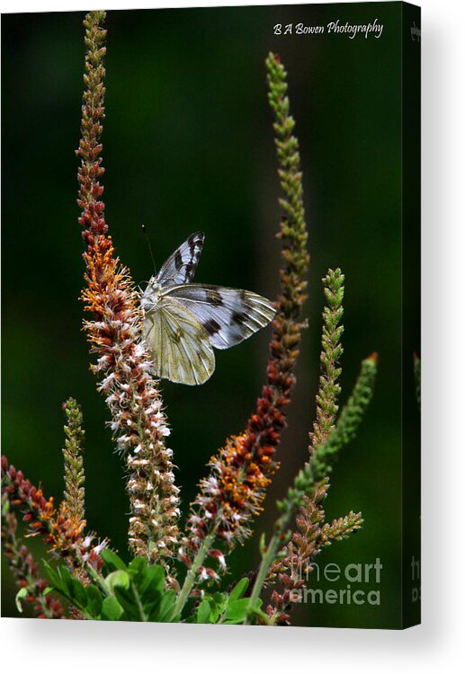 Checkered White Butterfly Acrylic Print featuring the photograph Checkered White on an Indigo by Barbara Bowen