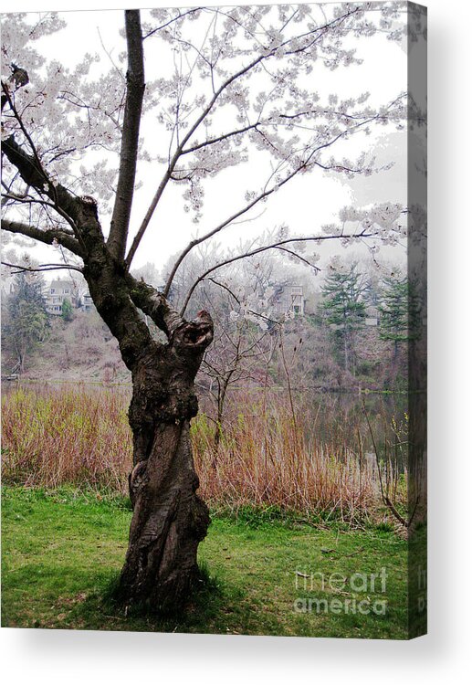 Trees Acrylic Print featuring the photograph Cherry Blossom Time by Nina Silver