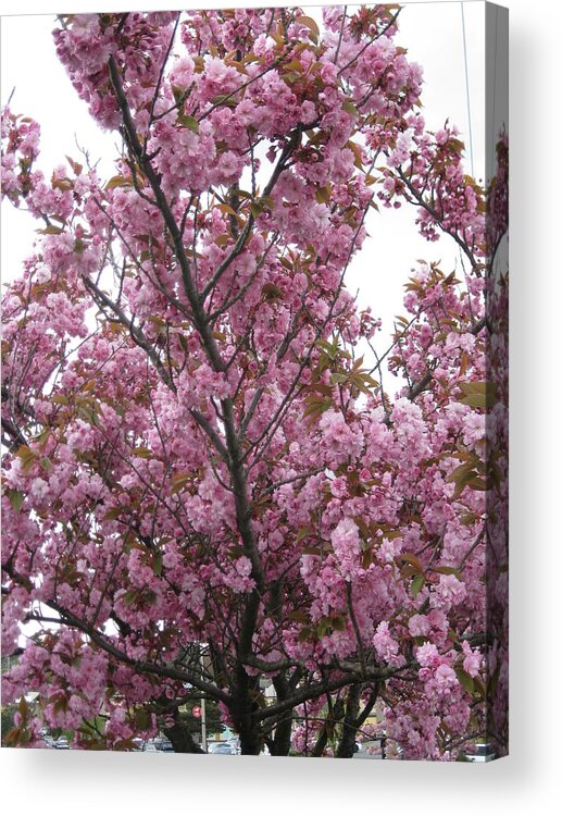 Cherry Blossoms Acrylic Print featuring the photograph Cherry Blossoms 2 by David Trotter
