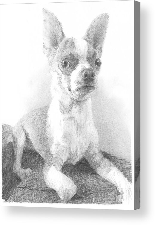 <a Href=http://miketheuer.com Target =_blank>www.miketheuer.com</a> Chihuahua Dog Pencil Portrait Acrylic Print featuring the drawing Chihuahua Dog Pencil Portrait by Mike Theuer