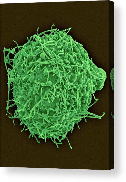 29466c Acrylic Print featuring the photograph Chinese Hamster Ovary Cell by Dennis Kunkel Microscopy/science Photo Library