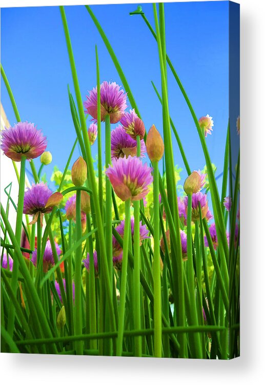 Herb Acrylic Print featuring the photograph Chive flowers and buds by Jo Ann