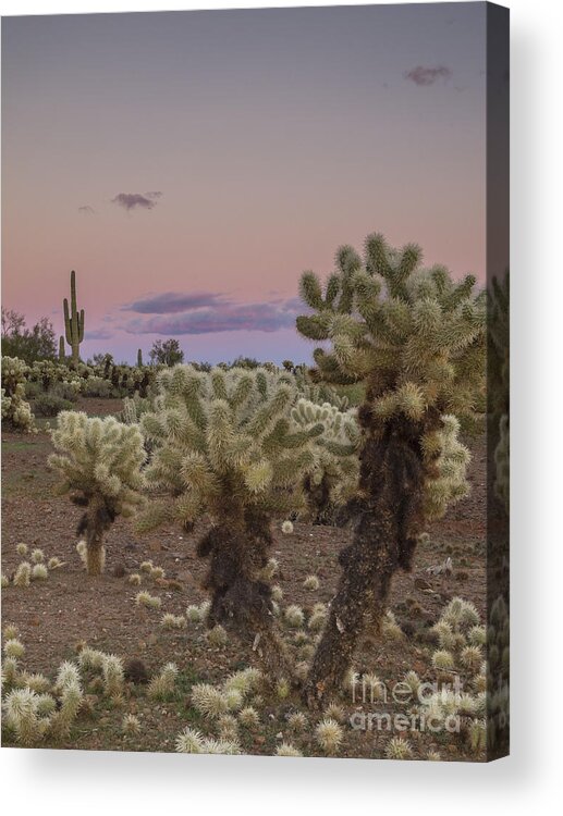 Sunset Acrylic Print featuring the photograph Cholla Cactus Sunset by Tamara Becker