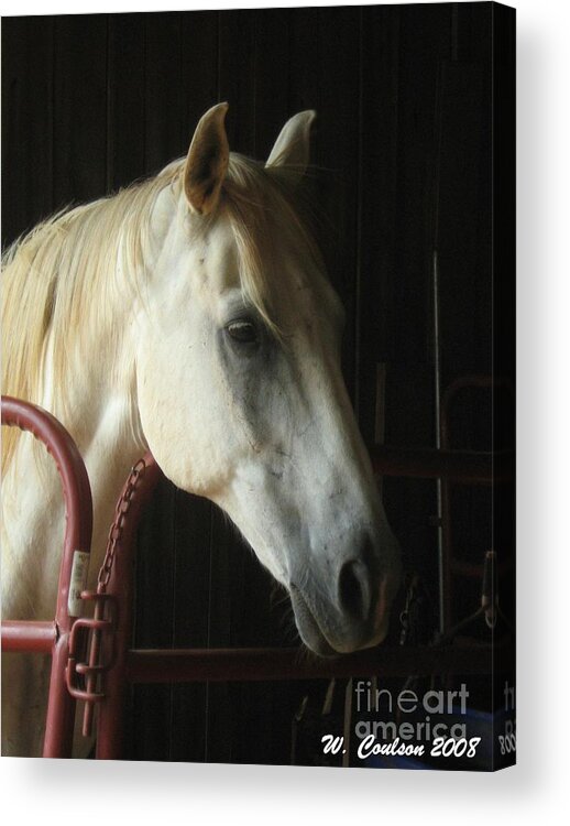 Horse Acrylic Print featuring the photograph Choomook by Wendy Coulson