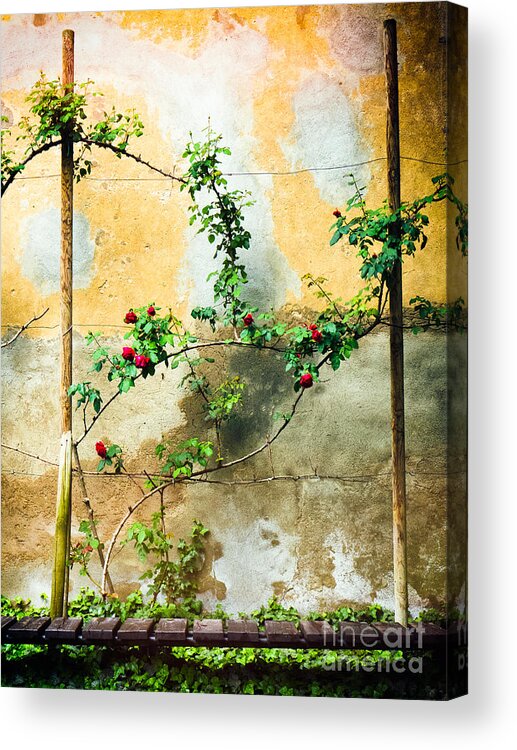 Beautiful Acrylic Print featuring the photograph Climbing rose plant by Silvia Ganora