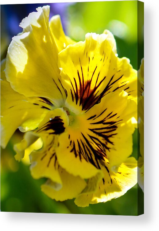 Pansy Acrylic Print featuring the photograph Close Yellow Pansy by Amy Porter