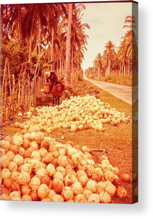 Landscape Acrylic Print featuring the photograph Coconut Harvest Beside Main Highway by Nick De Morgoli