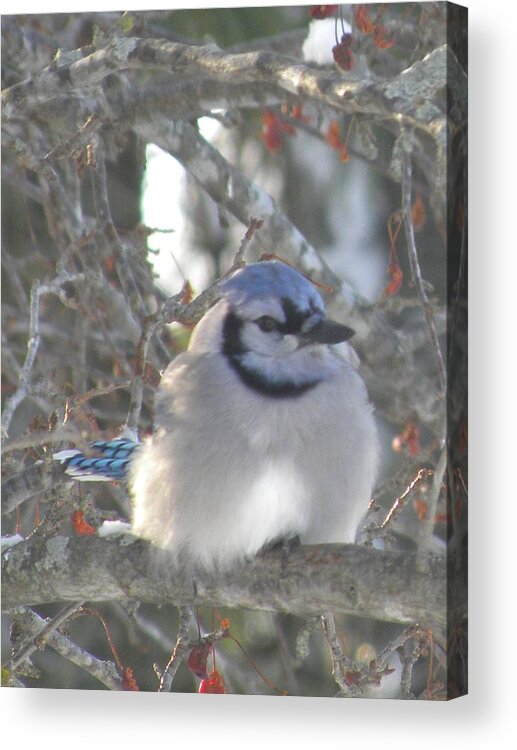 Nature Acrylic Print featuring the photograph Cold Canadian Bluejay by Peggy McDonald