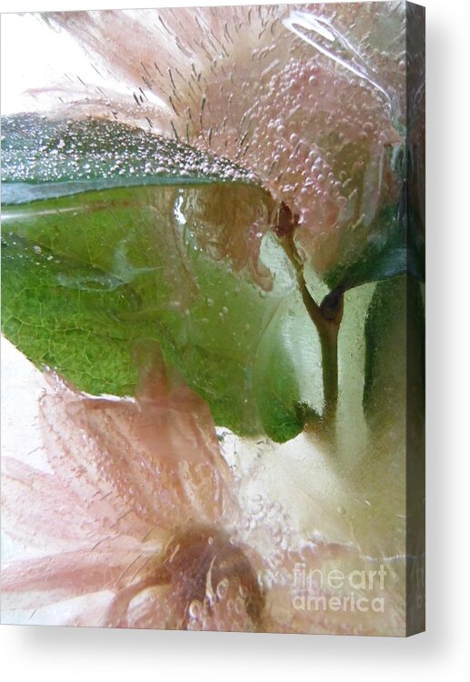 Color In Ice Series Acrylic Print featuring the photograph Color In Ice Series 127 by Paddy Shaffer