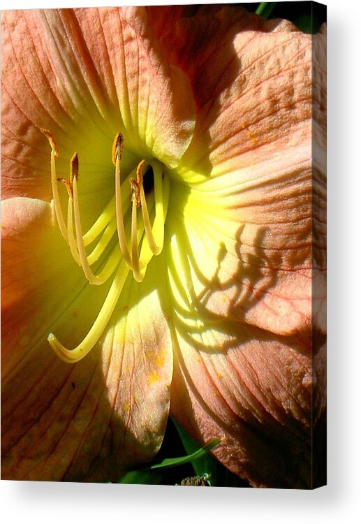 Macro Acrylic Print featuring the photograph Color Me Just Peachy by Carolyn Jacob