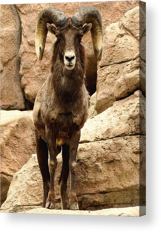 Nature Acrylic Print featuring the photograph Colorado Big Horn Sheep on Mountain by Amy McDaniel