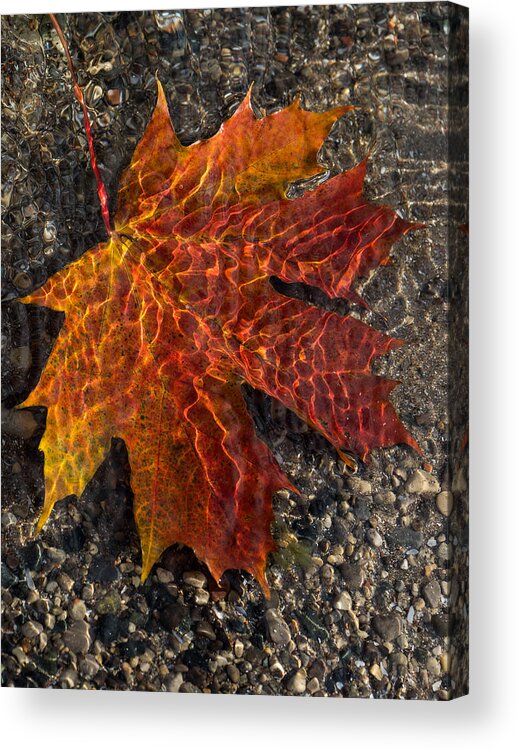 One Leaf Acrylic Print featuring the photograph Colors and Patterns - Charming Maple Leaf by Georgia Mizuleva