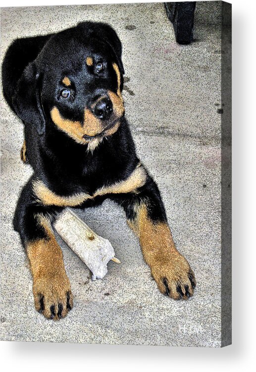 Dog Art Acrylic Print featuring the photograph Come and Get It by Mayhem Mediums