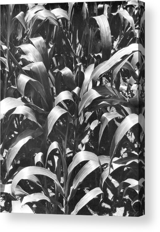 Photography Acrylic Print featuring the photograph Corn Plants, Mexico, C.1929 by Tina Modotti