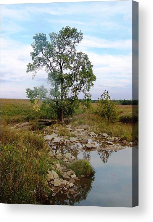 Cottonwood Acrylic Print featuring the photograph Cottonwood In The Tall Grass by The GYPSY