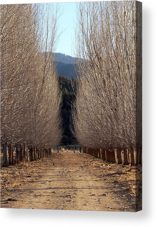 Lane Acrylic Print featuring the photograph Country Tree Lane by Jeff Lowe