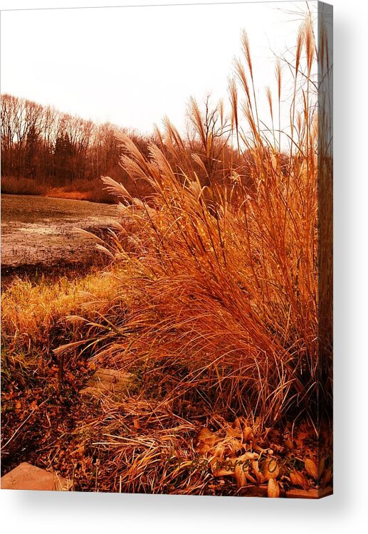 Grass Acrylic Print featuring the digital art Covered Light by Tg Devore