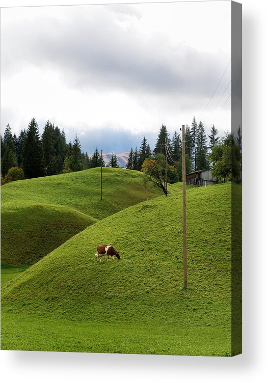 Simmental Cattle Acrylic Print featuring the photograph Cow Grazing On Alp by Pidjoe