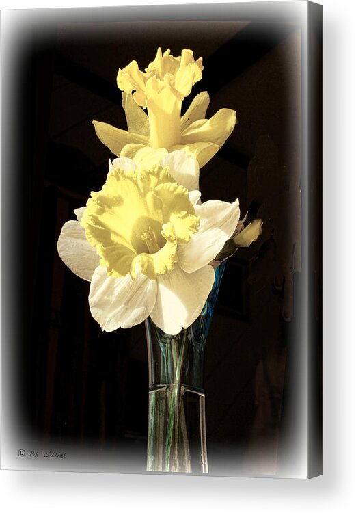 Daffodils Acrylic Print featuring the photograph Daffodils by Bonnie Willis