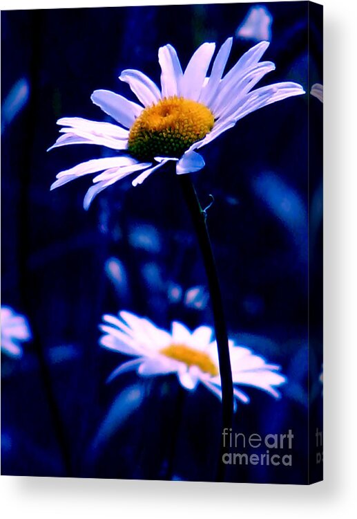 Nature Acrylic Print featuring the photograph Daisies In The Blue Realm by Rory Siegel