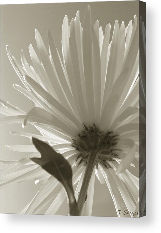 Flowers Acrylic Print featuring the photograph Daisy Sepia Abstract by Joseph Hedaya