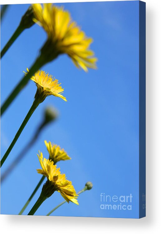 Flower Acrylic Print featuring the photograph Dancing with the flowers by Andrea Anderegg