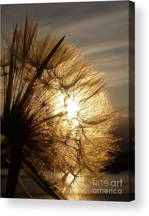 Dandelion Acrylic Print featuring the photograph Dandelion Sunset by Vicki Spindler