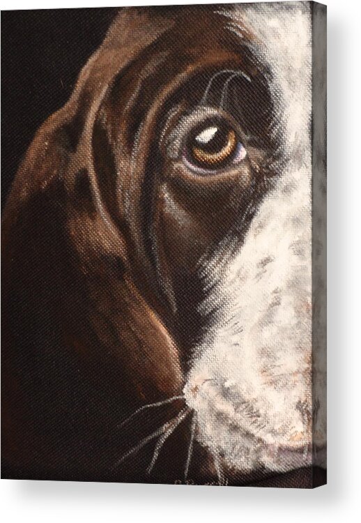 Short Haired Pointer Close Up Of Pup Acrylic Print featuring the painting Darcy by Carol Russell