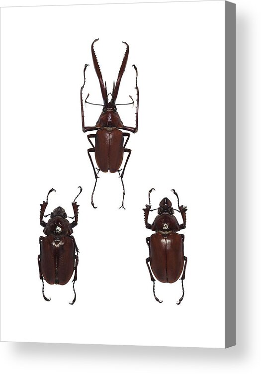 Anatomy Acrylic Print featuring the photograph Darwin's beetles by Science Photo Library