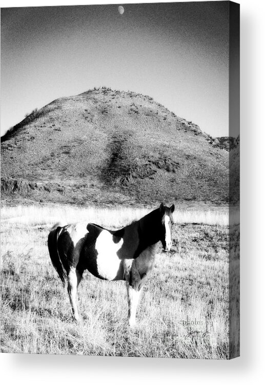 Horse Acrylic Print featuring the photograph Day Moon and Paint by Jamie Johnson