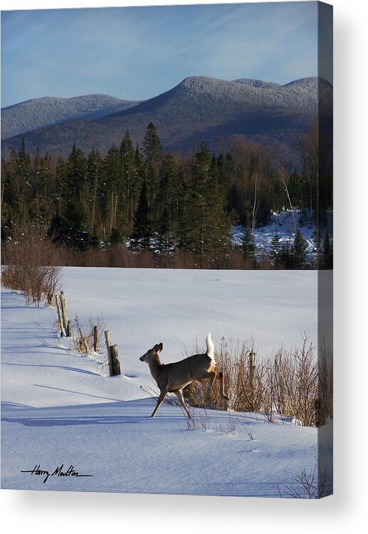 Deer Acrylic Print featuring the photograph Deer Run by Harry Moulton