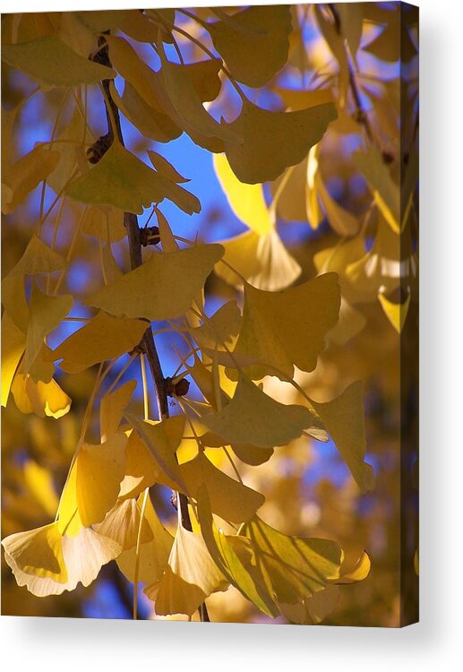 Yellow Acrylic Print featuring the photograph Delicate yellow by Jewels Hamrick