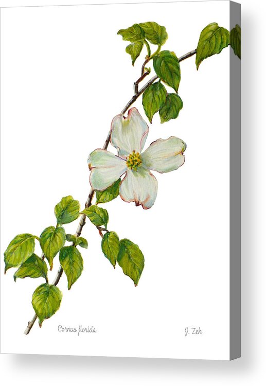 Dogwood Print Acrylic Print featuring the painting Dogwood - Cornus florida by Janet Zeh