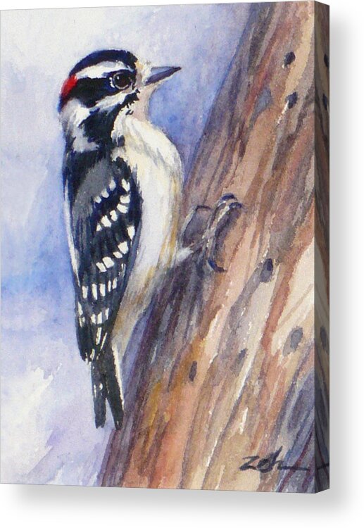 Woodpecker Art Print Acrylic Print featuring the painting Downey Woodpecker by Janet Zeh