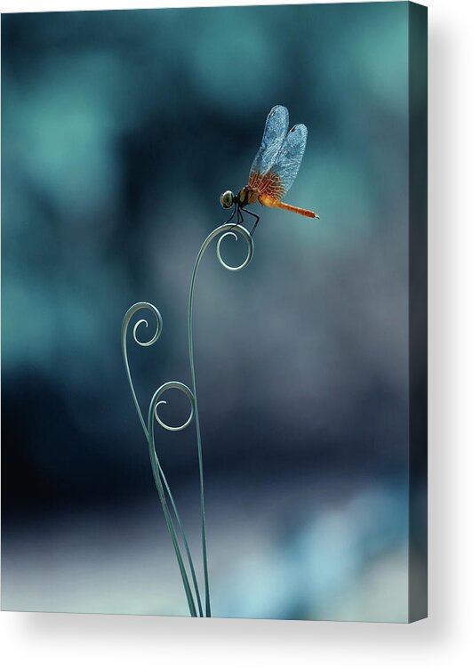 Macro Acrylic Print featuring the photograph Dragonfly by Ridho Arifuddin