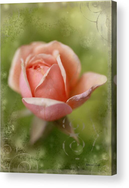 Dream Rose Acrylic Print featuring the photograph Dream Rose by Bellesouth Studio