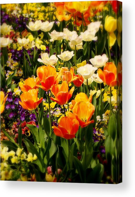 Fine Art Acrylic Print featuring the photograph Dreaming in Color by Rodney Lee Williams