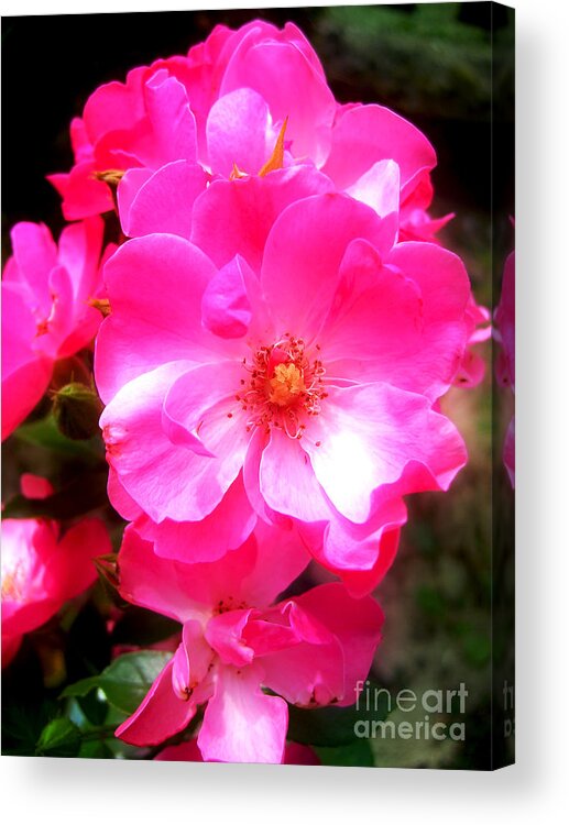 Rose Acrylic Print featuring the photograph Dreamy Pink Wild Rose by Nina Ficur Feenan