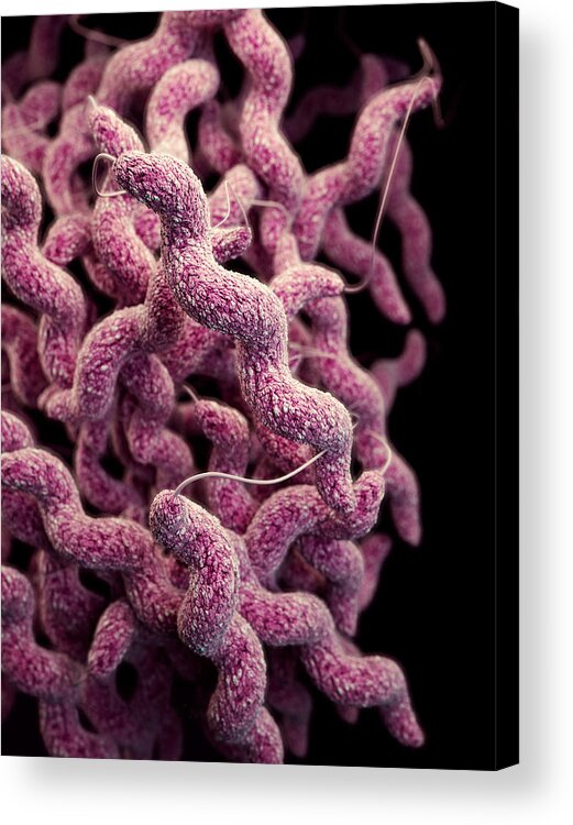 Drug Resistant Acrylic Print featuring the photograph Drug-resistant Campylobacter by Science Source