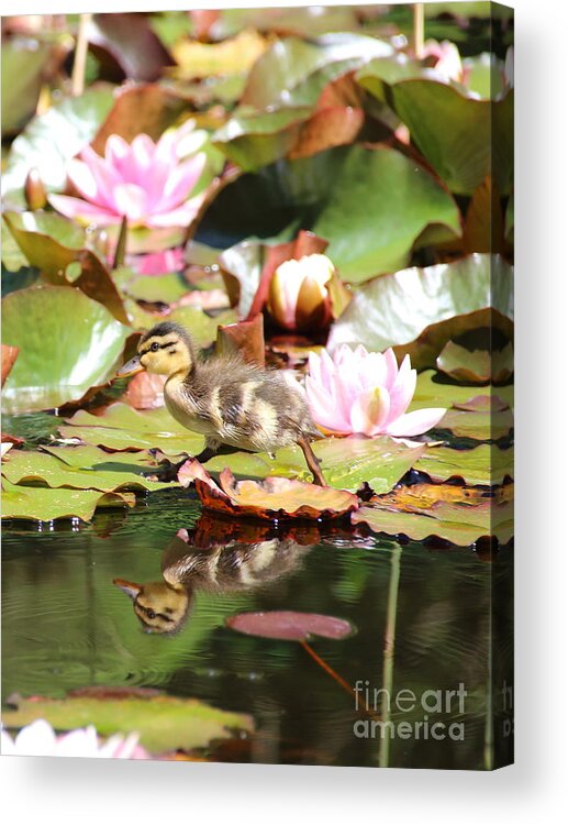 Ducklings Acrylic Print featuring the photograph Duckling running over the Water Lilies 2 by Amanda Mohler