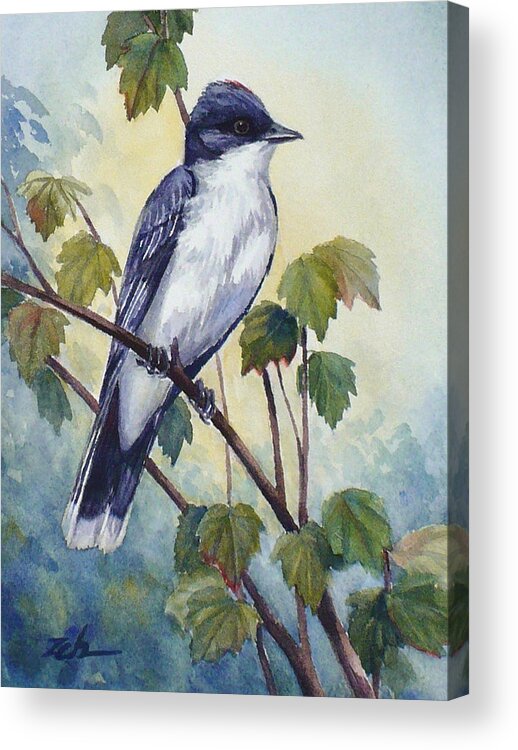 Bird Acrylic Print featuring the painting Eastern Kingbird by Janet Zeh