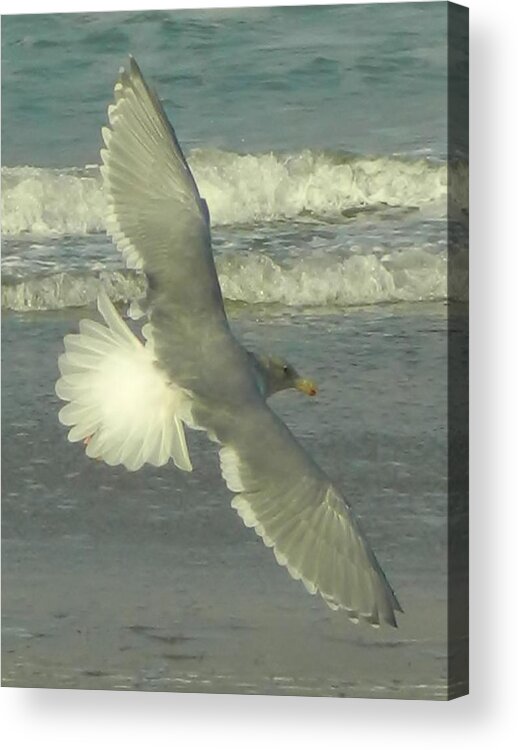 Seagulls Acrylic Print featuring the photograph Elegance by Gallery Of Hope 