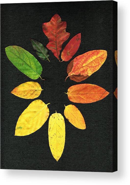 Oak Acrylic Print featuring the digital art Evolution of Autumn Bk by Pete Trenholm