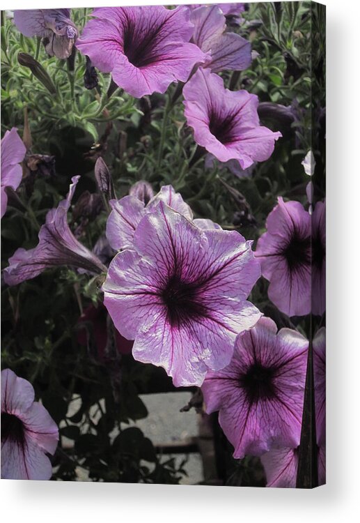 Guy Ricketts Photography Acrylic Print featuring the photograph Faces of Petunias by Guy Ricketts