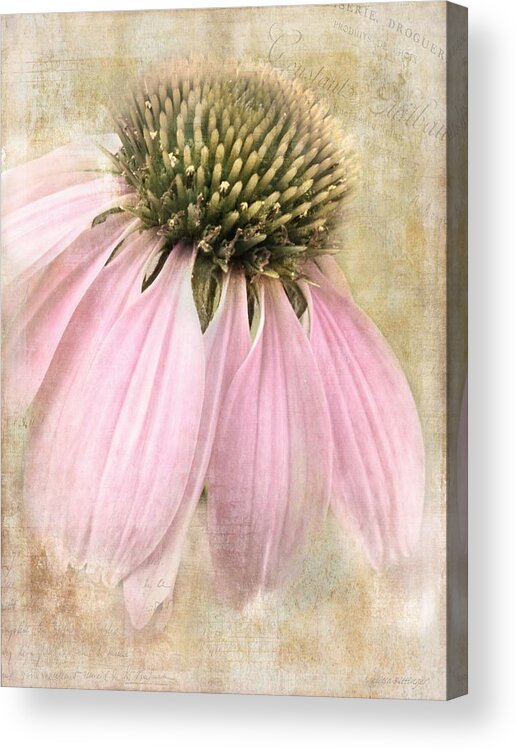 Coneflower Acrylic Print featuring the photograph Faded Coneflower by Melissa Bittinger
