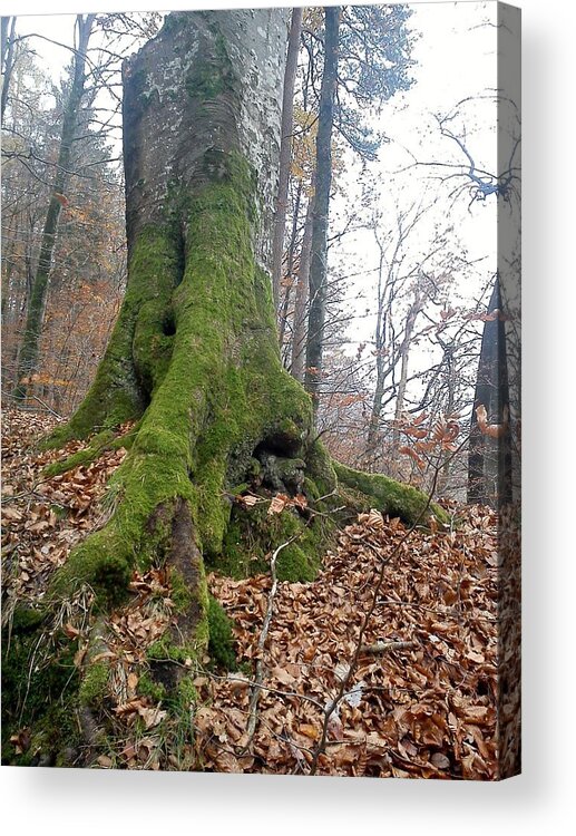 A Beautiful Autumn Walking In The Forest On Ways Full Of Leaves. Acrylic Print featuring the photograph Fall in Burgdorf by Felicia Tica