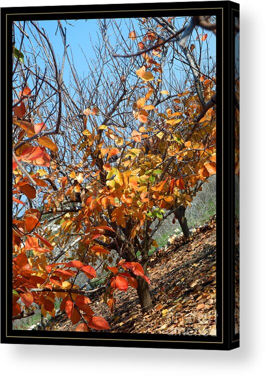 Autumn Acrylic Print featuring the photograph Fall Time by Arik Baltinester