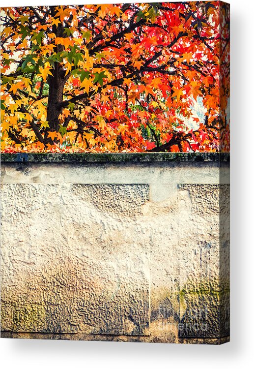 Abstract Acrylic Print featuring the photograph Fall tree with wall by Silvia Ganora