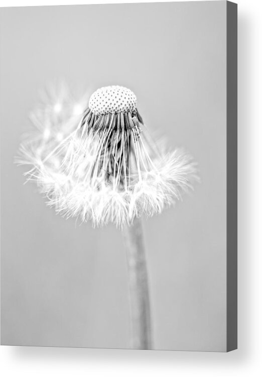 Dandelion Acrylic Print featuring the photograph Falling Apart by Sandra Parlow